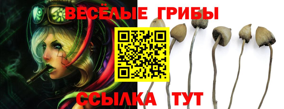 Галлюциногенные грибы Psilocybe  Вышний Волочёк 